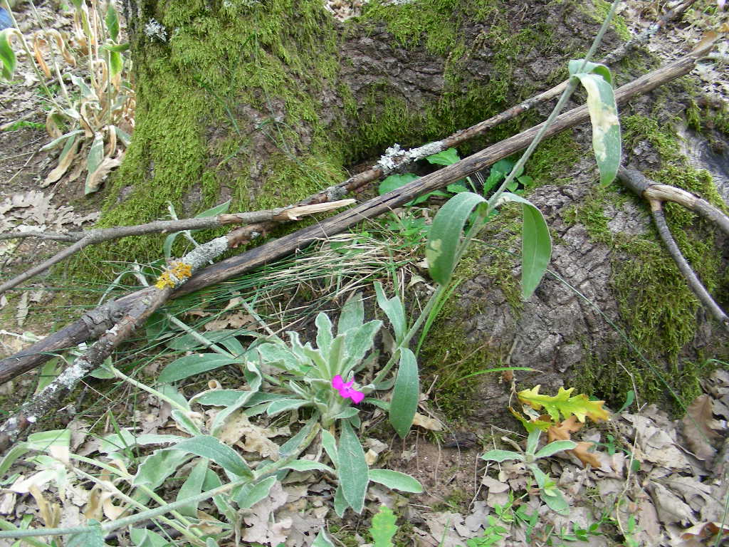 Lychnis coronaria (=Silene coronaria) / Crotonella coronaria